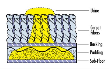 Carpet fibers with pet urine spots