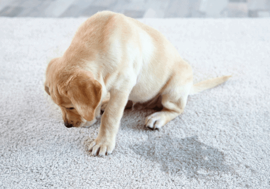 Puppy sitting next to wet pet urine spots on carpet