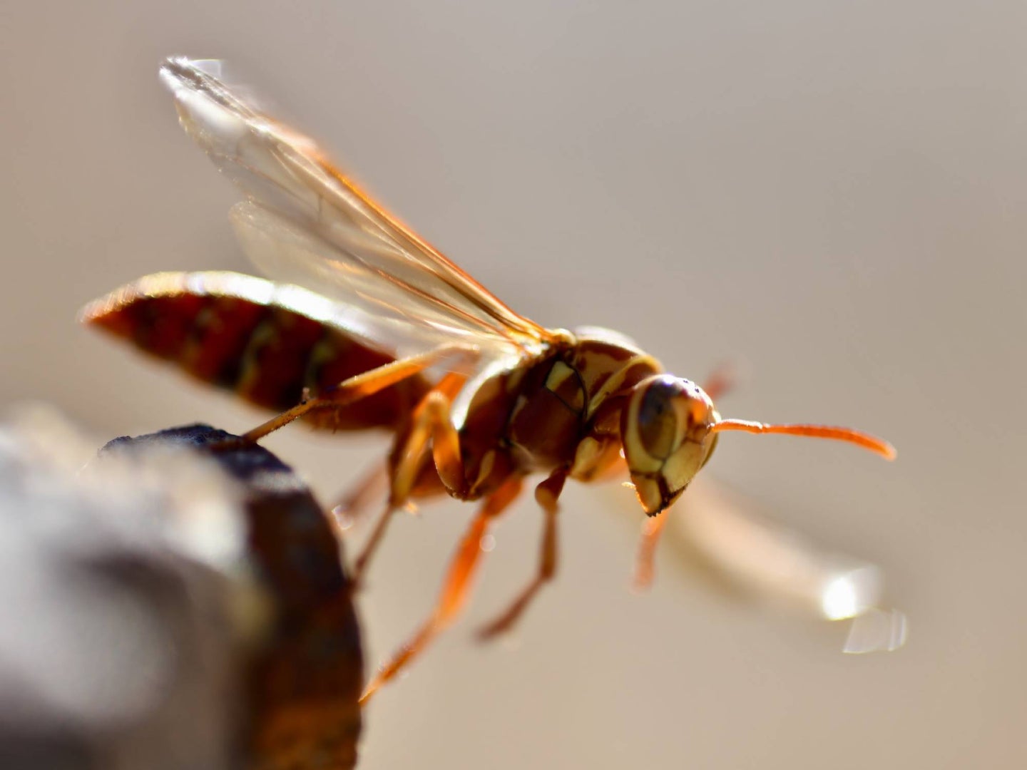 close up of wasp, hornet, bee
