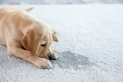 Puppy looking down at wet pet urine spots on carpet
